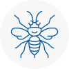 Bromyard Hornet Nest Removals