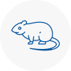 Rat Control Bromyard