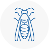 Bromyard Wasp Nest Removal